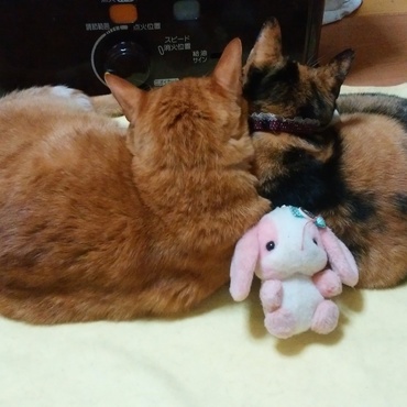 うさぴょんwith仲良しきょうだい