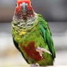 バライロビタイウロコインコの翡翠君