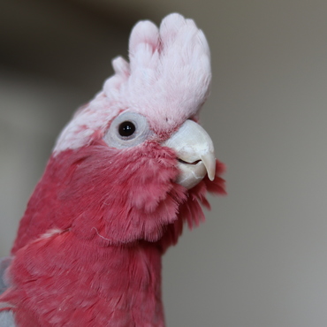 モモイロインコの緋桜君