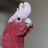 モモイロインコの緋桜君