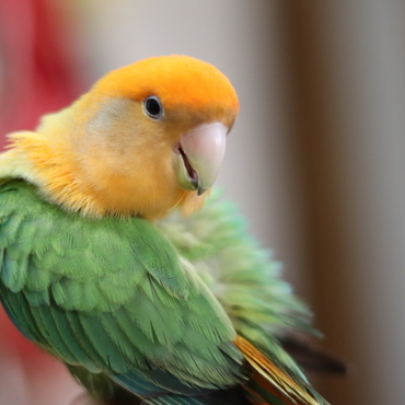 コザクラインコの蜜柑君