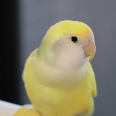 コザクラインコの藤君