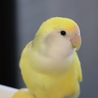 コザクラインコの藤君