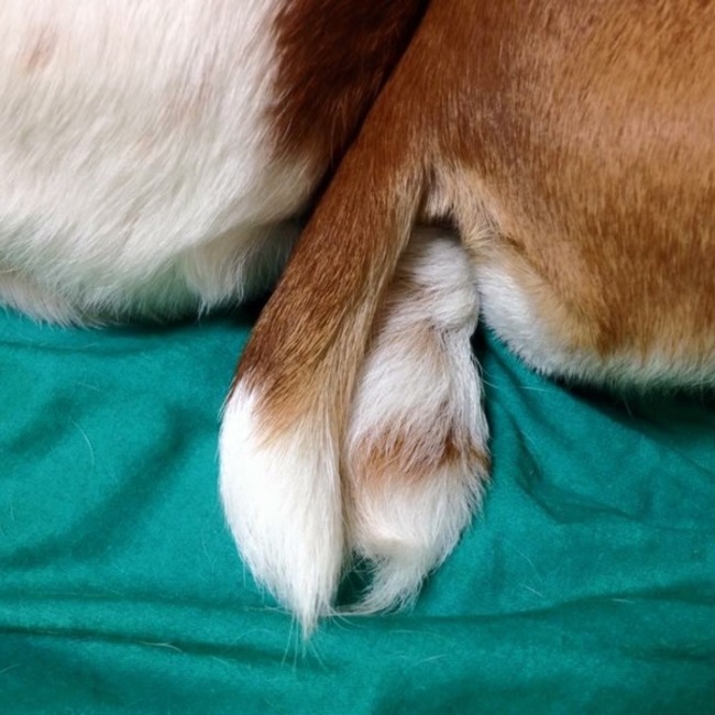 バジママのカバー写真