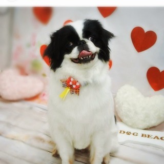 安定の大きめ、癒し系狆ちゃん♪　仮名：たんご