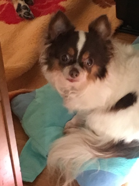チワワの女の子推定6歳アニー サムネイル1