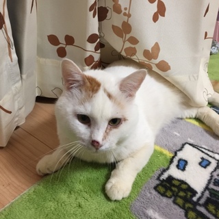 極上の癒し系《ふく》