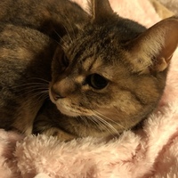 ノア