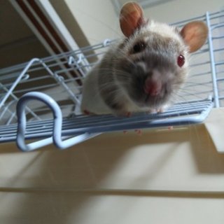 ファンシーラット♂里親募集