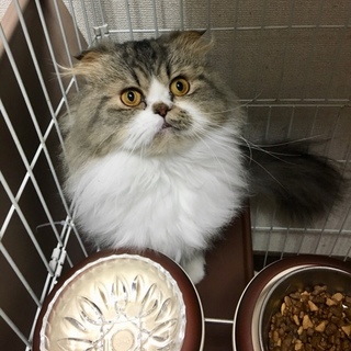 1匹飼い推奨です。ウーノくん。