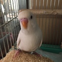 セキセイインコ メス 里親さん募集