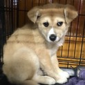 ☆９２  里親さん募集です(^^)