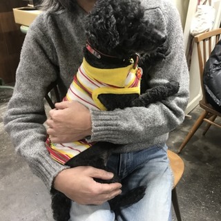 黒トイプードル 男の子