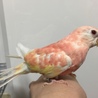 アキクサインコ左足の指前3本後1本手乗り小柄な子 サムネイル2