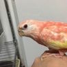 アキクサインコ左足の指前3本後1本手乗り小柄な子 サムネイル5