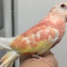 アキクサインコ左足の指前3本後1本手乗り小柄な子 サムネイル6