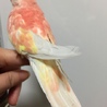 アキクサインコ左足の指前3本後1本手乗り小柄な子 サムネイル7
