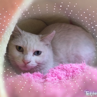 オッドアイの白猫とても美猫です♪