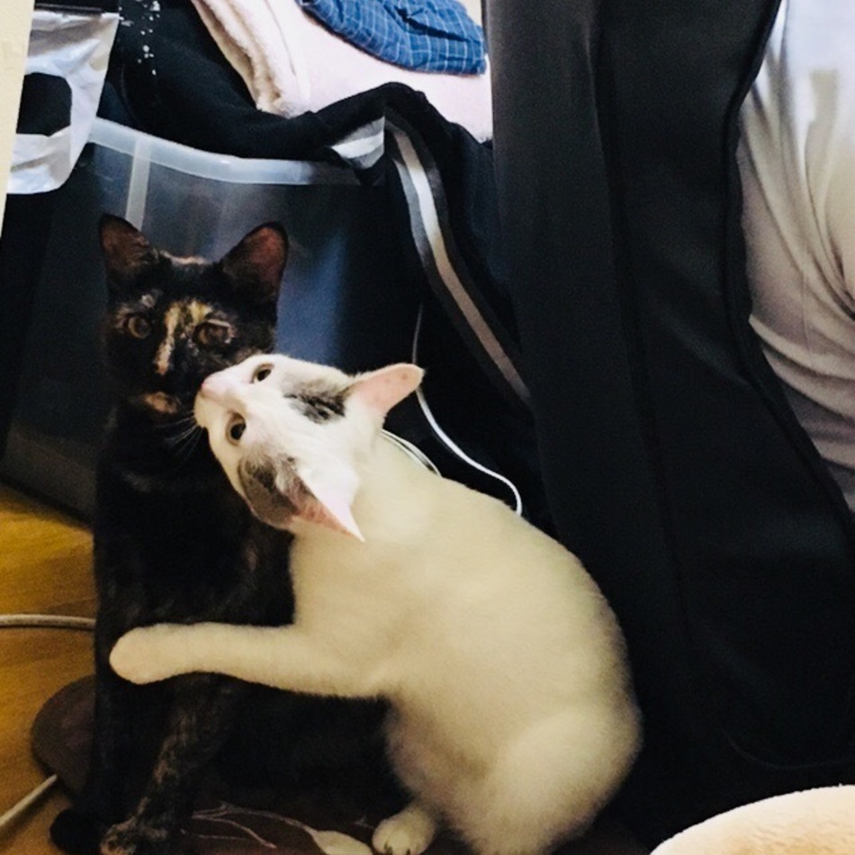 バニラのカバー写真