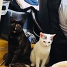 お姉ちゃんがぼーっとしてる、、、