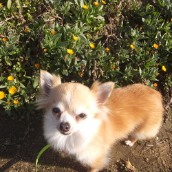 犬らしくなってきた