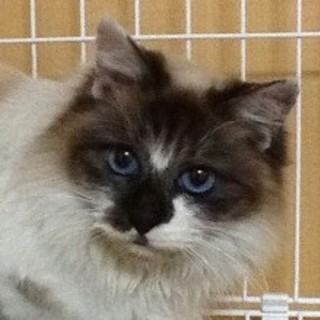 サファイアの瞳 長毛美人猫
