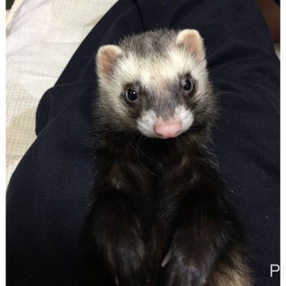 元気いっぱいな3匹の里親さんを募集中です。