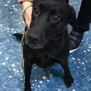 黒のラブラドール　女の子3歳半