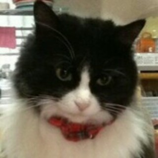 長毛はちわれ フカフカ可愛い猫