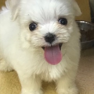 マルチーズ　訳あり2ヶ月男の子