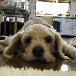 アメコカとマルチーズのMIX犬