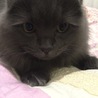 すいかのねむりひめ
