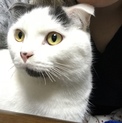 スコティッシュの男の子