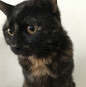 お目目くりくりサビ猫