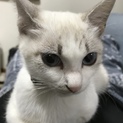 おめめパッチリ美猫ちゃん