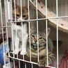 2匹揃ってのほほんと(^-^)