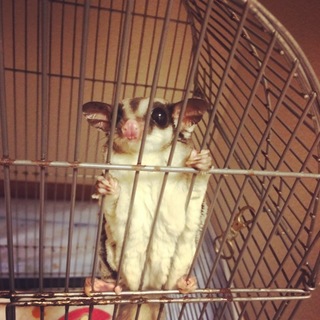 元気いっぱいなフクロモモンガちゃん！