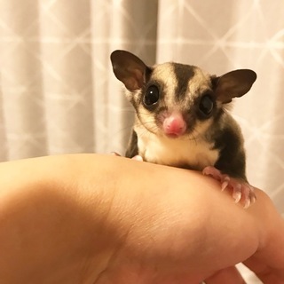 フクロモモンガの男の子