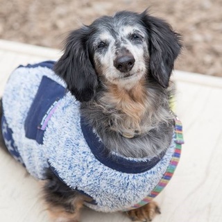 ミニチュアダックスのデミオくん　里親募集中！