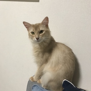 【一時停止中】ソマリ一歳の可愛い女の子です。