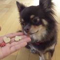 急遽諸事情により飼えなくなってしまいました。