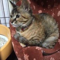パルム