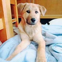 3月11日(日)に、愛知県蒲郡市で犬猫の譲渡会 サムネイル2