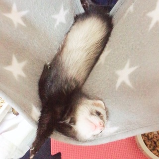 元気な男の子です