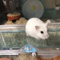 スノーホワイトジャンガリアンハムスター オス