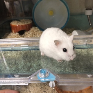 スノーホワイトジャンガリアンハムスター オス