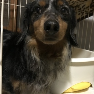 至急！Mダックスの男の子