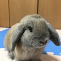 里親さん募集しています。