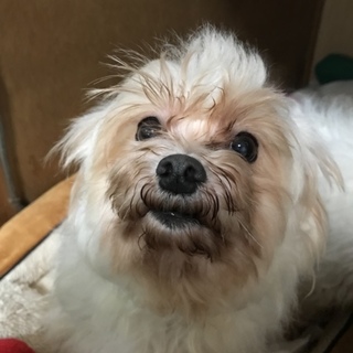 マルチーズ  今年8歳の女の子