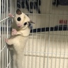 フクロモモンガ プラチナモザイク 3ヶ月のラテちゃん